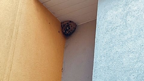 In Worms-Neuhausen entfernt der Experte an einem Wohnhaus das Nest der Afrikanischen Hornisse.