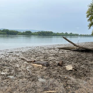 Wildes Rheinufer im Naturschutzgebiet Fulder Aue-Ilmen Aue bei Bingen. 