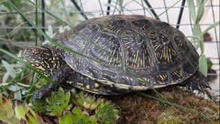 In Mainz-Weisenau wurde diese Schildkröte gefunden, die gerade spazieren ging.