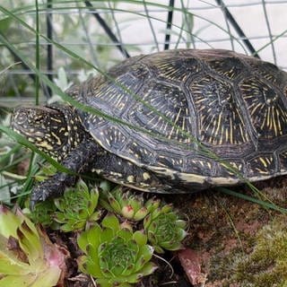 In Mainz-Weisenau wurde diese Schildkröte gefunden, die gerade spazieren ging.