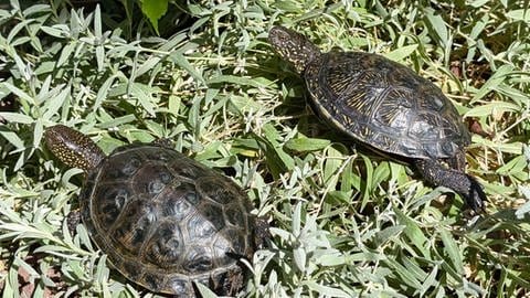 Zusammen mit ihrer Schwester (links) lebt Schildkröte Plitsch (rechts) jetzt wieder in ihrem Teich in Mainz.