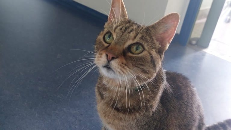 Kater Carlos fühlt sich bei der Autobahnpolizei Gau-Bickelheim wie Zuhause.