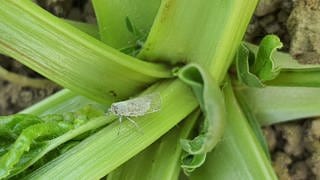 Diese Zikade befällt mit ihren Artgenossen gerne Kartoffeln und Zuckerrüben. Die Schädlinge richten in der Landwirtschaft große Schäden an.