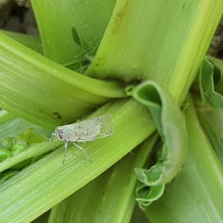 Diese Zikade befällt mit ihren Artgenossen gerne Kartoffeln und Zuckerrüben. Die Schädlinge richten in der Landwirtschaft große Schäden an.