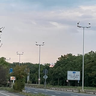 Dutzende von Störchen sitzen auf den Straßenlaternen an der Mainzer Rheinallee.