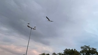 Ein Storch fliegt auf eine Straßenlaterne an der Mainzer Rheinallee zu, auf dem bereits zwei andere Störche sitzen. 