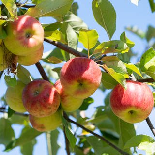 Äpfel hängen an einem Baum.