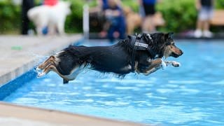 Ein Hund springt in ein Schwimmbecken - am Sonntag ist das im Mainzer Taubertsbergbad und Wiesbadener Kallebad wieder möglich.