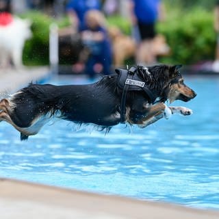 Ein Hund springt in ein Schwimmbecken - am Sonntag ist das im Mainzer Taubertsbergbad und Wiesbadener Kallebad wieder möglich.