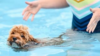 Ein Hund schwimmt in einem Freibad-Becken. Das geht am Sonntag auch im Mainzer Taubertsbergbad.