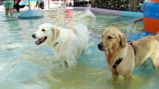 Hundeschwimmen im Taubertsbergbad Mainz