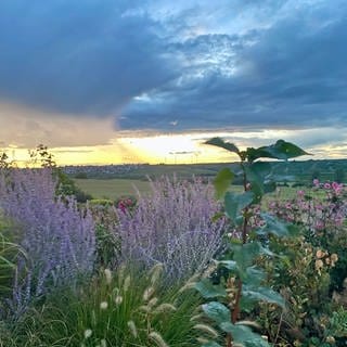 Blumen vor einem Sonnenuntergang in den Weinbergen bei Mommenheim 