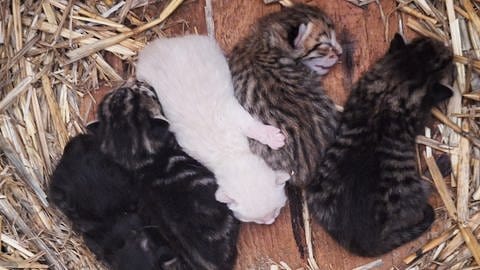 Das weiße Katzenbaby lag mit seinen Geschwistern auf einem Strohbett, als es gestohlen wurde.