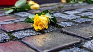 Eine gelbe Rose liegt auf mehreren Stolpersteinen.