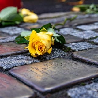 Eine gelbe Rose liegt auf mehreren Stolpersteinen.