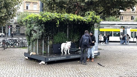 "Mobiles Grünes Zimmer" auf dem Mainzer Bahnhofsvorplatz