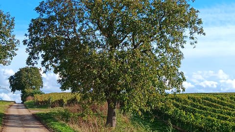 Dieser 50-jährige Nussbaum in Dittelsheim-Heßloch wurde mutmaßlich beschädigt, sodass er absterben wird.