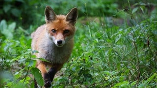 So ein Fuchs irrt mit einer Plastikflasche über dem Kopf an der Mainzer Zitadellel herum.