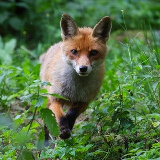 So ein Fuchs irrt mit einer Plastikflasche über dem Kopf an der Mainzer Zitadellel herum.