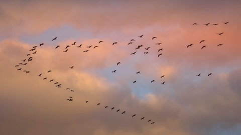 Kraniche im Formationsflug am Abendhimmel. (Symboldbild) In Rheinhessen können derzeit besonders viele Zugvögel wie Kraniche oder Schwarzstörche beobachtet werden. 