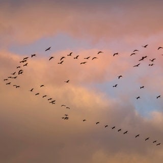 Kraniche im Formationsflug am Abendhimmel. (Symboldbild) In Rheinhessen können derzeit besonders viele Zugvögel wie Kraniche oder Schwarzstörche beobachtet werden. 