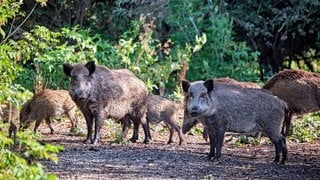 Eine Wildschweine-Rotte steht im Unterholz. (Symbolbild) Auf einer Rheininsel vor Nackenheim ist eine Wildschwein-Rotte entdeckt worden.