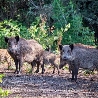 Eine Wildschweine-Rotte steht im Unterholz. (Symbolbild) Auf einer Rheininsel vor Nackenheim ist eine Wildschwein-Rotte entdeckt worden.