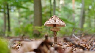 Eine Parasol-Pilz steht im Wald. Gewerbliche Pilzesammler treiben derzeit im Soonwald ihr Unwesen.