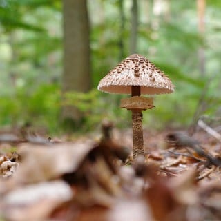 Eine Parasol-Pilz steht im Wald. Gewerbliche Pilzesammler treiben derzeit im Soonwald ihr Unwesen.