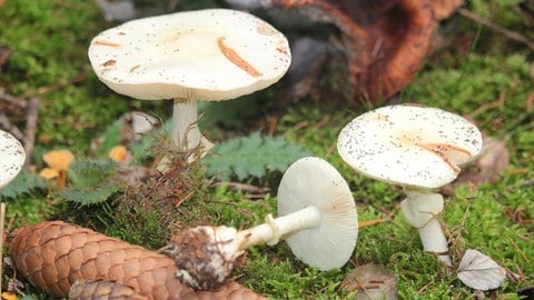 Drei Knollenblätterpilze auf dem Waldboden.