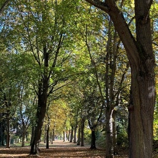 Bunte Blätter an den Bäumen sorgen für Herbststimmung in einem Wald bei Bad Sobernheim