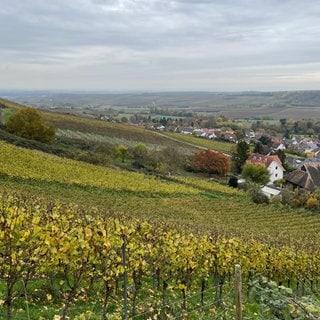 Grauer Himmel im November über den Weinbergen und Gau Bischofsheim in Rheinhessen.