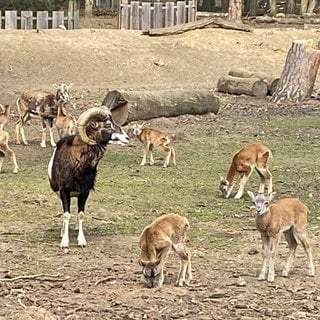 Acht kleine Muffel-Lämmer grasen im Wildpark unter der Aufsicht eines ausgewachsenen Widders mit großen kreisförmigen Hornschnecken