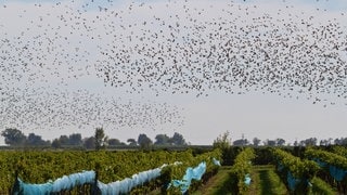 In Rheinhessen beginnt die Weinbergshut. Starenschwärme werden aus den Weinbergen vertrieben. 