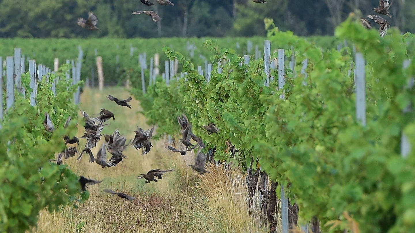 In Rheinhessen beginnt die Weinbergshut. Starenschwärme werden aus den Weinbergen vertrieben.