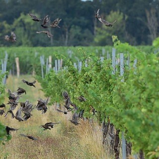 In Rheinhessen beginnt die Weinbergshut. Starenschwärme werden aus den Weinbergen vertrieben. 