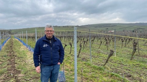 Weinberge in Rheinhessen