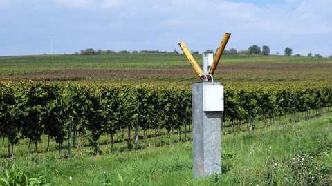 In Rheinhessen beginnt die Weinbergshut. Schussapparate werden eingesetzt, um Starenschwärme zu vertreiben. 