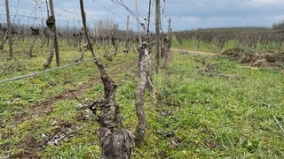 Weinberge in Rheinhessen