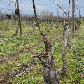 Weinberge in Rheinhessen