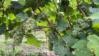 Weintrauben in einem Weinberg bei Gabsheim (Kreis Alzey-Worms)