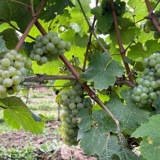 Weintrauben in einem Weinberg bei Gabsheim (Kreis Alzey-Worms)