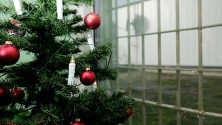 Ein Weihnachtsbaum vor einem Gefängnis - Gefangene kommen Weihnachten frei.