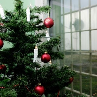 Ein Weihnachtsbaum vor einem Gefängnis - Gefangene kommen Weihnachten frei.