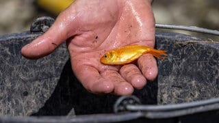 Ein kleiner Goldfisch liegt in einer Hand über einem Eimer.