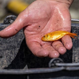 Ein kleiner Goldfisch liegt in einer Hand über einem Eimer.