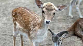 Damwild im Wildpark Mainz-Gonsenheim guckt interessiert über den Zaun.