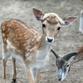 Damwild im Wildpark Mainz-Gonsenheim guckt interessiert über den Zaun.