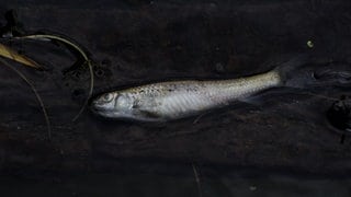 Ein toter Fisch liegt am Ufer. Tausende Fische verendeten im Guldenbach. 