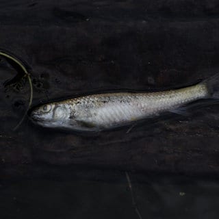 Ein toter Fisch liegt am Ufer. Tausende Fische verendeten im Guldenbach. 